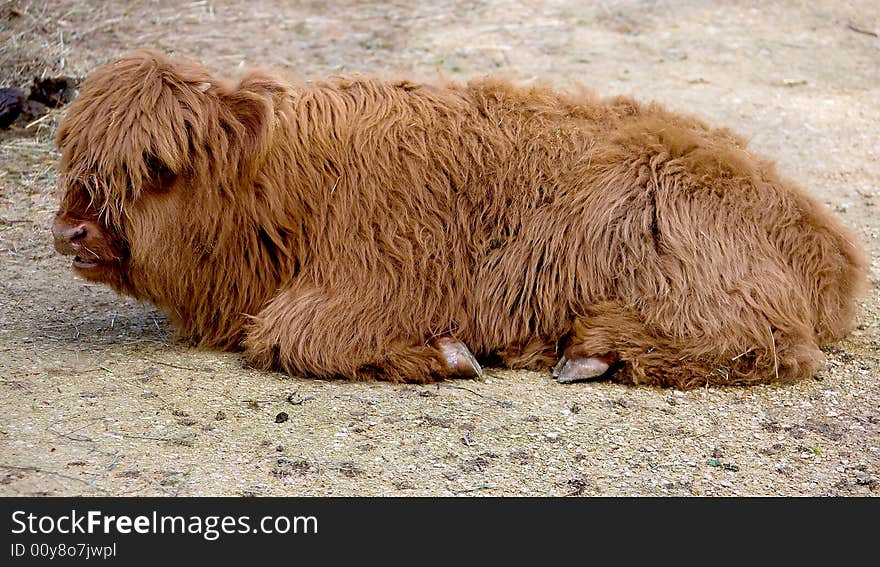 View of highlander calf at rest. View of highlander calf at rest