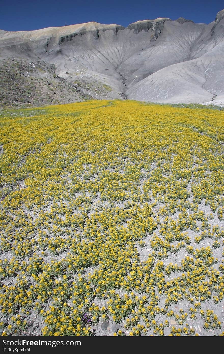 Blooming desert in Capitol Reef