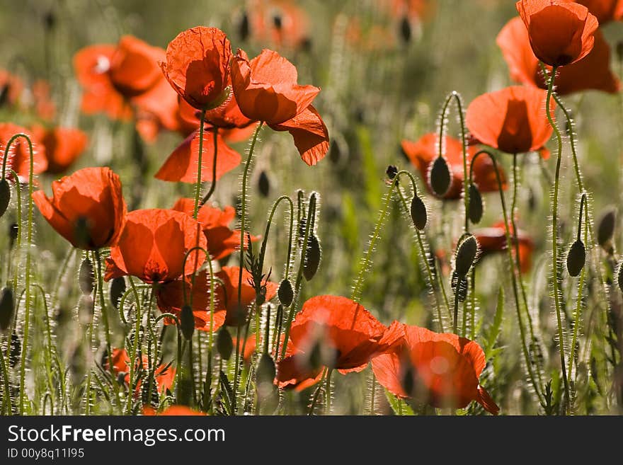 Poppy Field