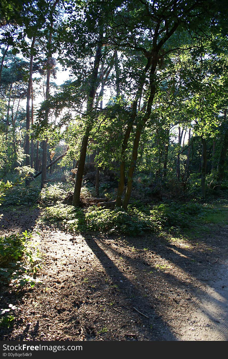 Sunlight shining through the trees in a dutch forest. Sunlight shining through the trees in a dutch forest