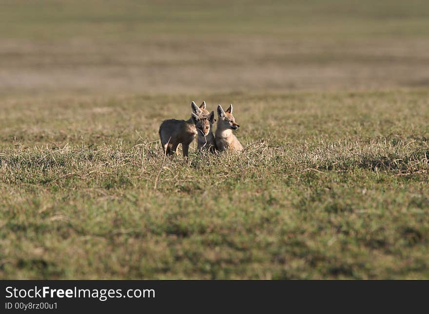 Three small Jackal cubs, Ngorongoro Crater national park, Tanzania. Three small Jackal cubs, Ngorongoro Crater national park, Tanzania