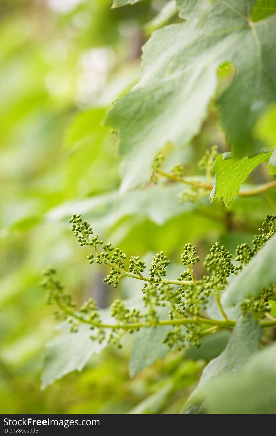 Close-up of fresh new grape fruits in springtime, Piedmont hills, north Italy.