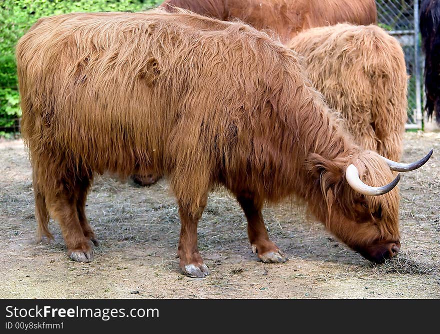 Highlander cow in its enclosure. Highlander cow in its enclosure