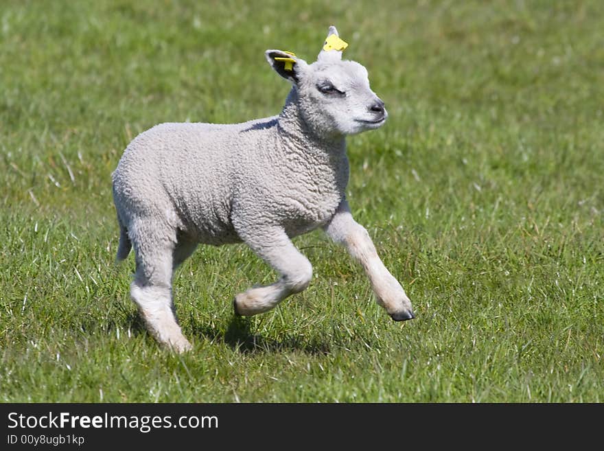Dutch little lamb running through the fields in springtime, the Netherlands