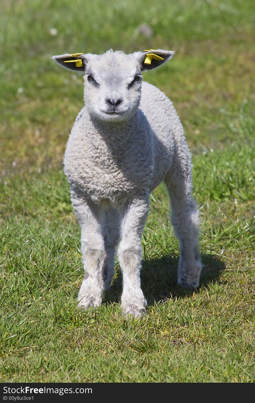 Dutch little lamb standing in the fields in springtime, the Netherlands