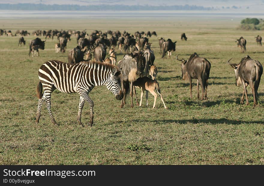 Zebra with Herd of Wildebeest in background. Ngorongoro Crater. Tanzania. Zebra with Herd of Wildebeest in background. Ngorongoro Crater. Tanzania