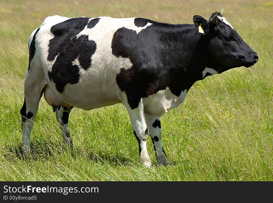 Black and white cow grazing at the meadow