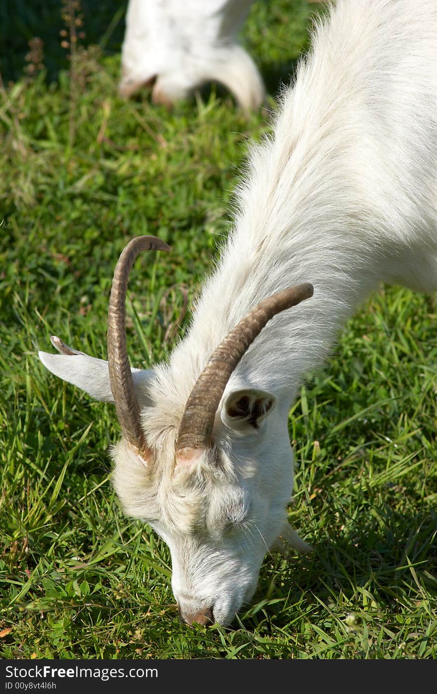 White bearded goat grazing at the green meadow. White bearded goat grazing at the green meadow