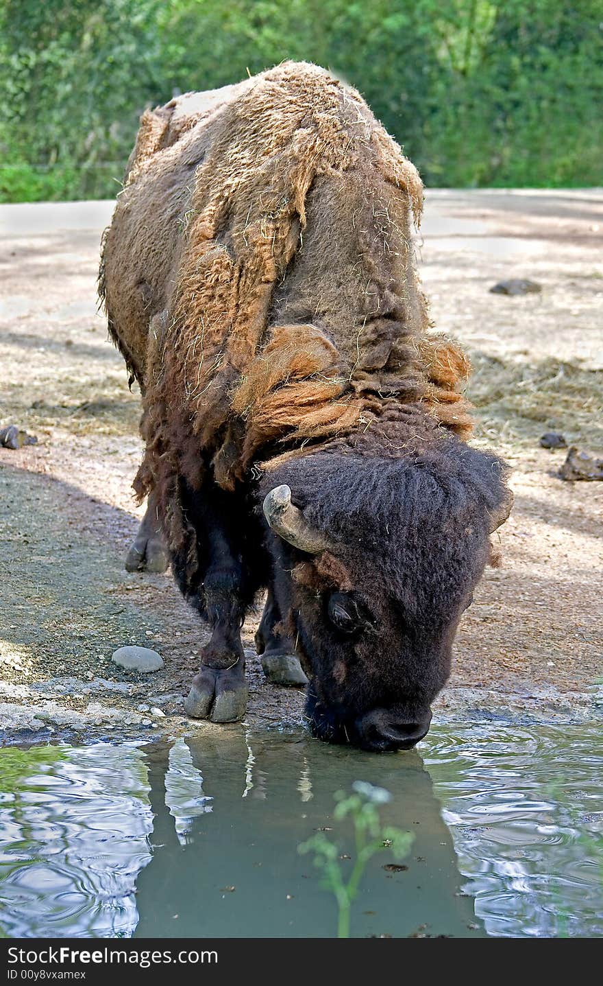 Male bison at watering pond. Male bison at watering pond