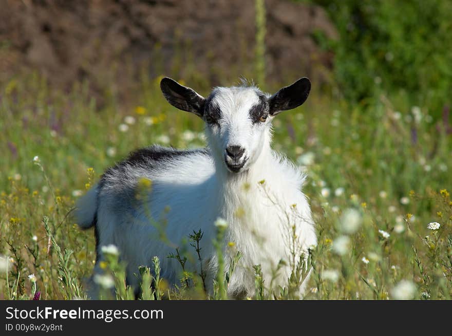 White kid grazing at the green meadow. White kid grazing at the green meadow