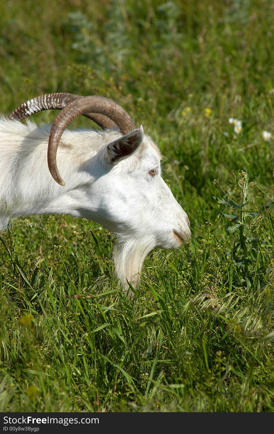 White bearded goat grazing at the green meadow. White bearded goat grazing at the green meadow