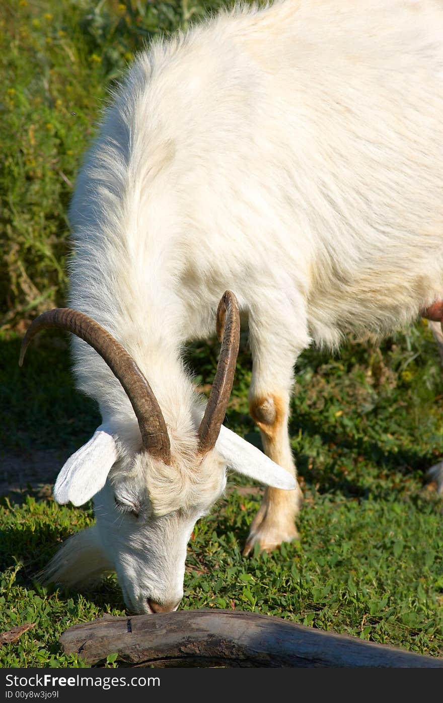 White bearded goat grazing at the green meadow. White bearded goat grazing at the green meadow