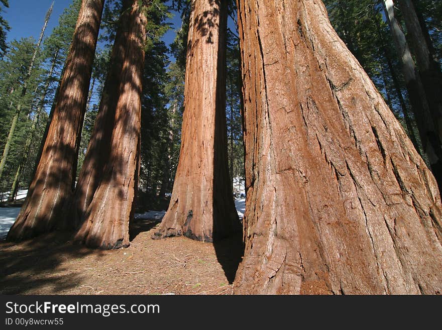 Sequoia sempervirens