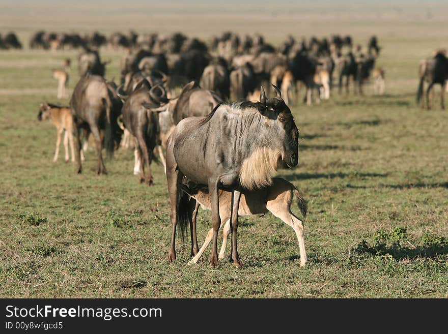 Herd of Wildebeest. Female Wildebeest feeding the little one. Ngorongoro Crater. Tanzania