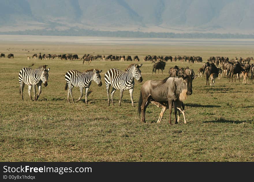 Zebras with Herd of Wildebeest. Ngorongoro Crater. Tanzania. Zebras with Herd of Wildebeest. Ngorongoro Crater. Tanzania