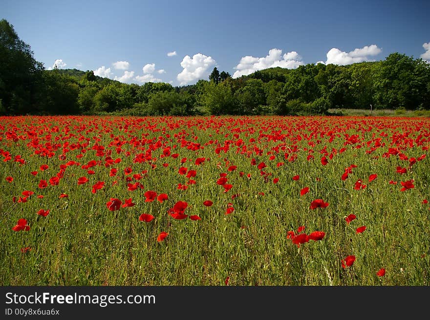 Field of red poppies