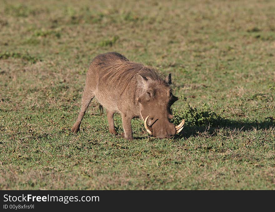 Warthog in grass.