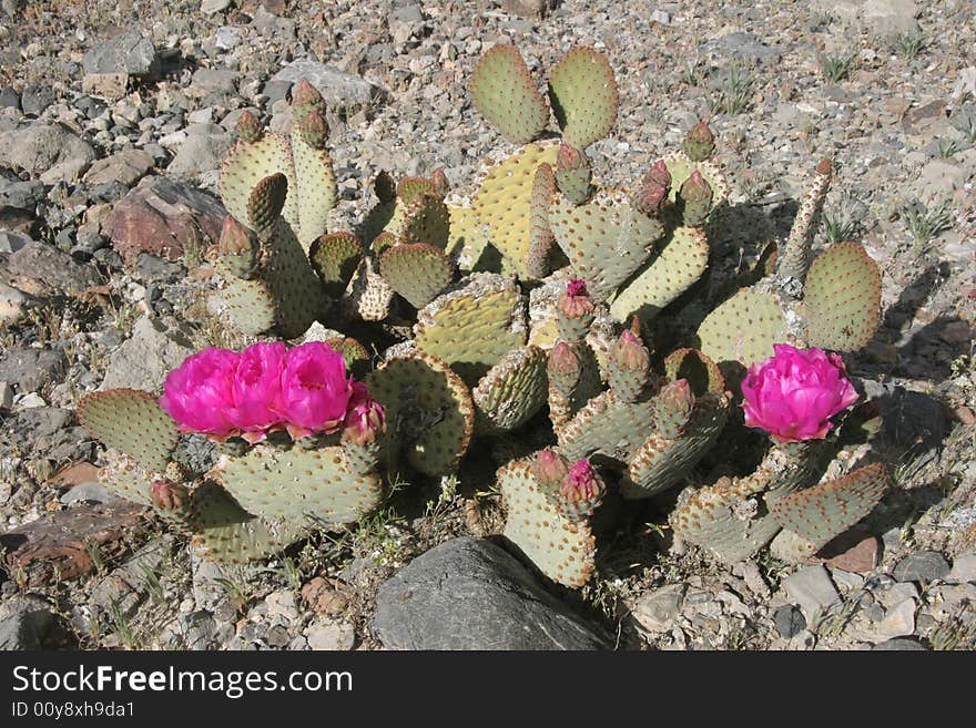 Colorful cacti in famous natural landmark Death Valley national park. California. USA. Colorful cacti in famous natural landmark Death Valley national park. California. USA