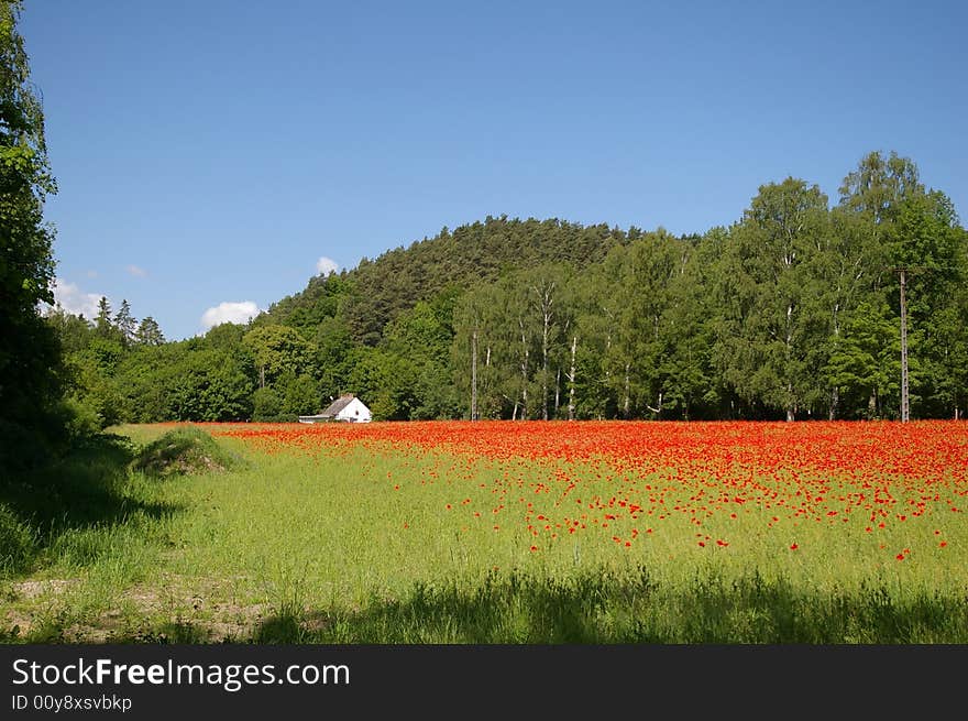 Poppy field with a farmhouse