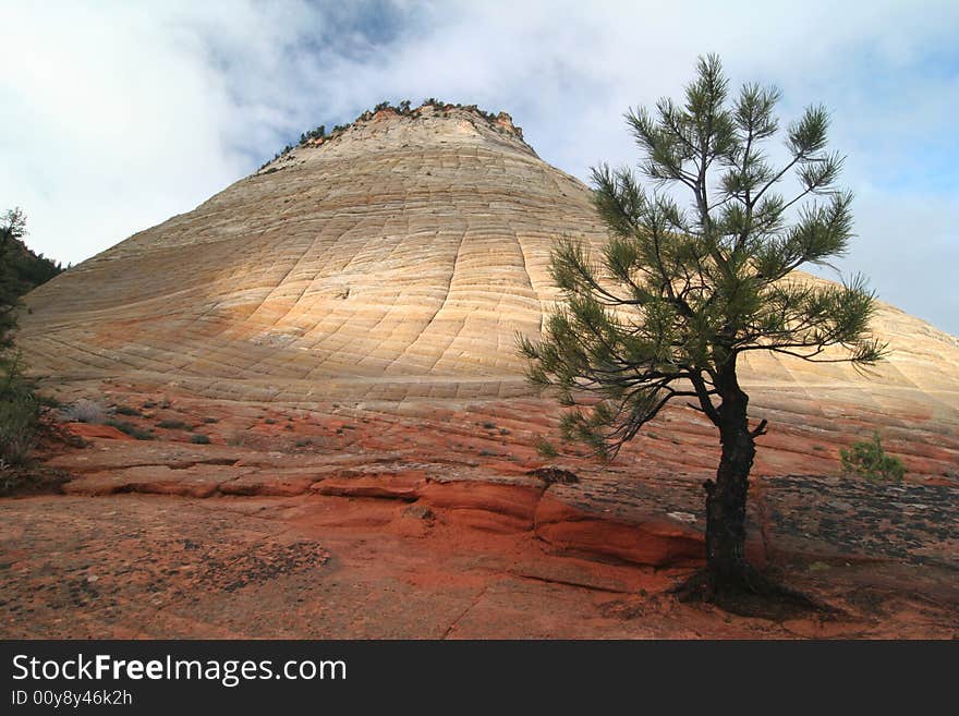 Pinyon tree near Checkerboard Mesa, Zion national park. Utah. USA. Pinyon tree near Checkerboard Mesa, Zion national park. Utah. USA