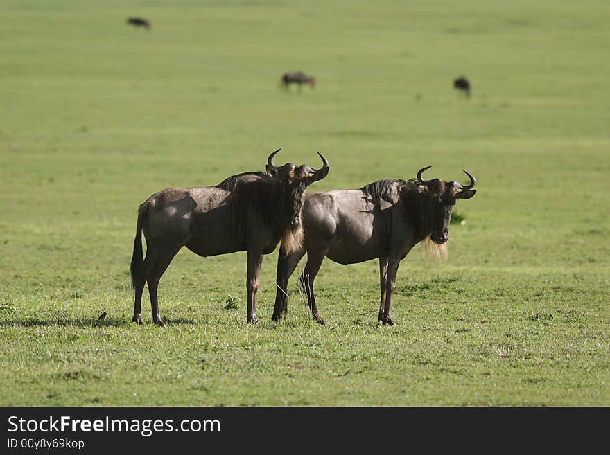 Two Blue Wildebeest curiously looking at camera, Blue Wildebeest is a large and Common Herbivore in Africa. Ngorongoro Crater. Tanzania. Africa