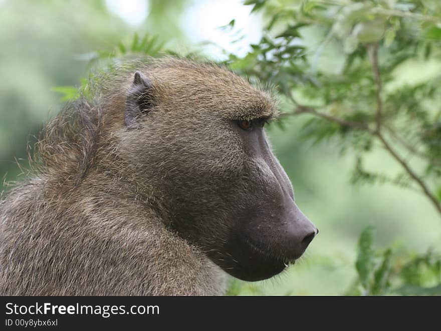 Closeup shot of an African Baboon. Victoria falls. Livingstone. Zambia. Africa