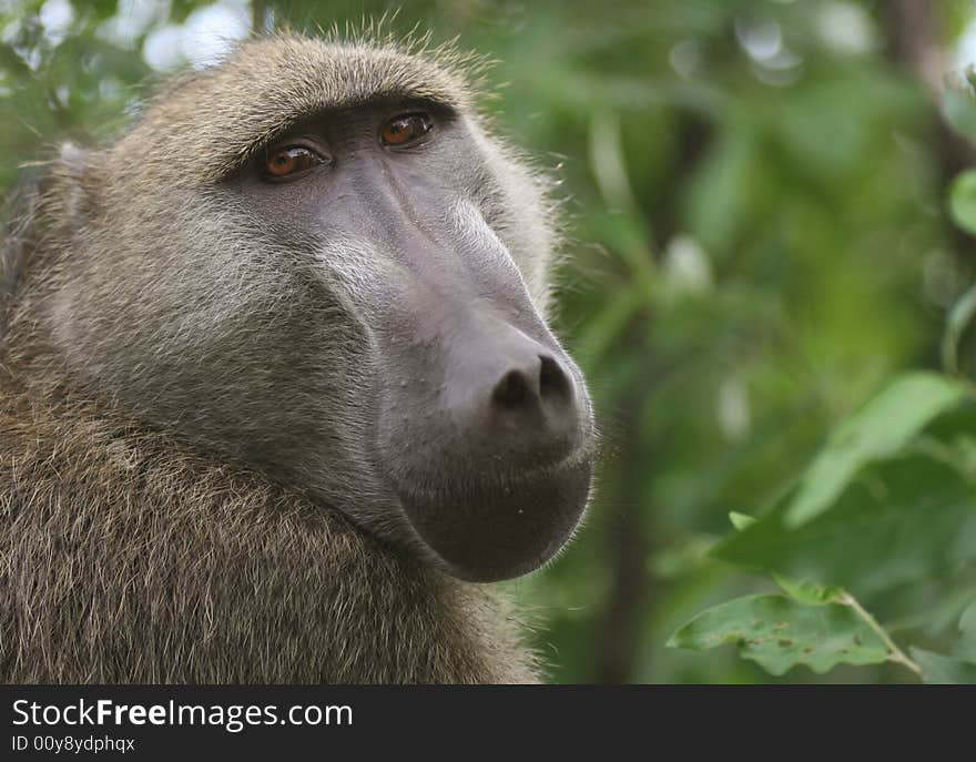 Closeup shot of an African Baboon. Victoria falls. Livingstone. Zambia. Africa