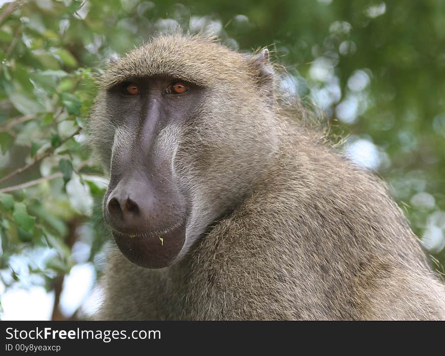 Closeup shot of an African Baboon. Victoria falls. Livingstone. Zambia. Africa