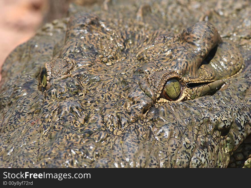 Closeup of pachyderm structures of Dangerous Crocodile at Kariba lake. Zambia. Africa. Closeup of pachyderm structures of Dangerous Crocodile at Kariba lake. Zambia. Africa