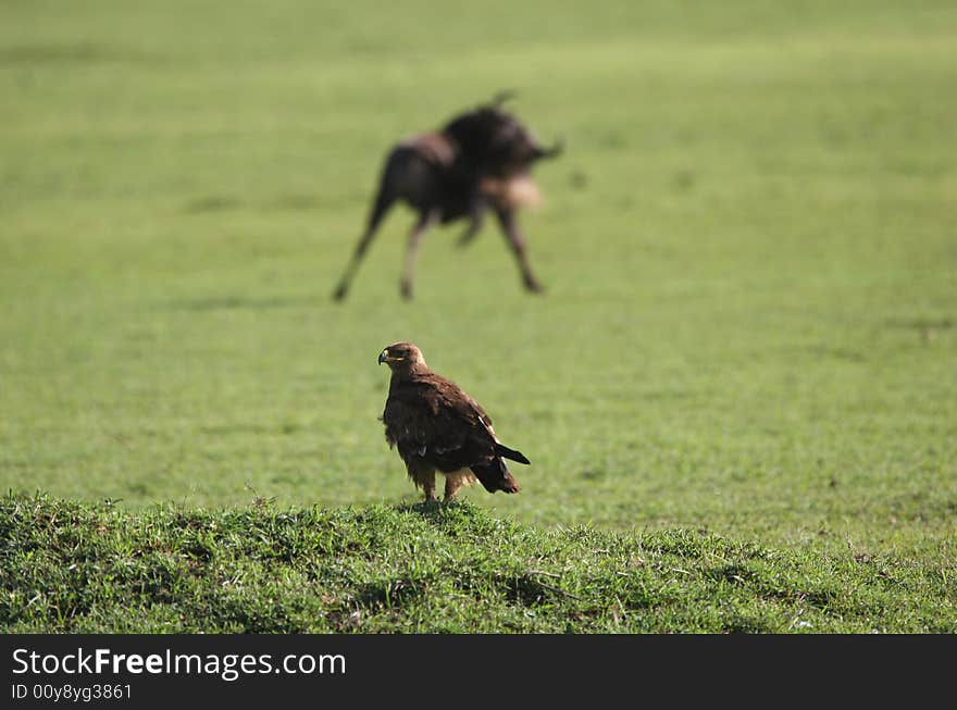 Eagle against blurred Wildebeest in background. Ngorongoro Crater. Tanzania. Africa. Eagle against blurred Wildebeest in background. Ngorongoro Crater. Tanzania. Africa