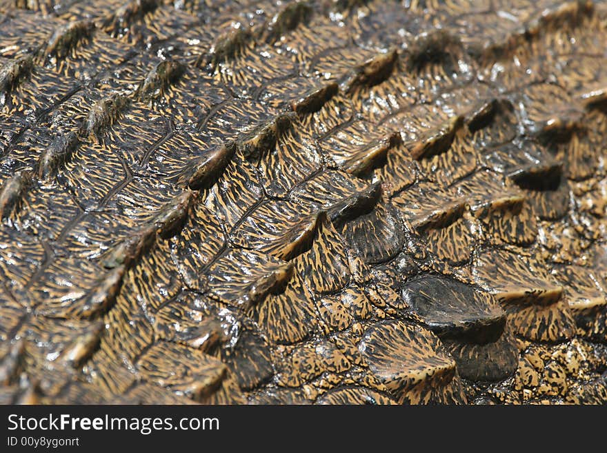 Closeup of pachyderm structures of Dangerous Crocodile at Kariba lake. Zambia. Africa. Closeup of pachyderm structures of Dangerous Crocodile at Kariba lake. Zambia. Africa
