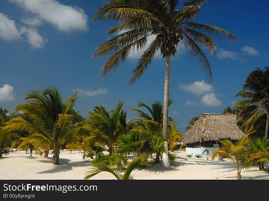 Coconut trees on the Tulum beach, Mexico. Coconut trees on the Tulum beach, Mexico