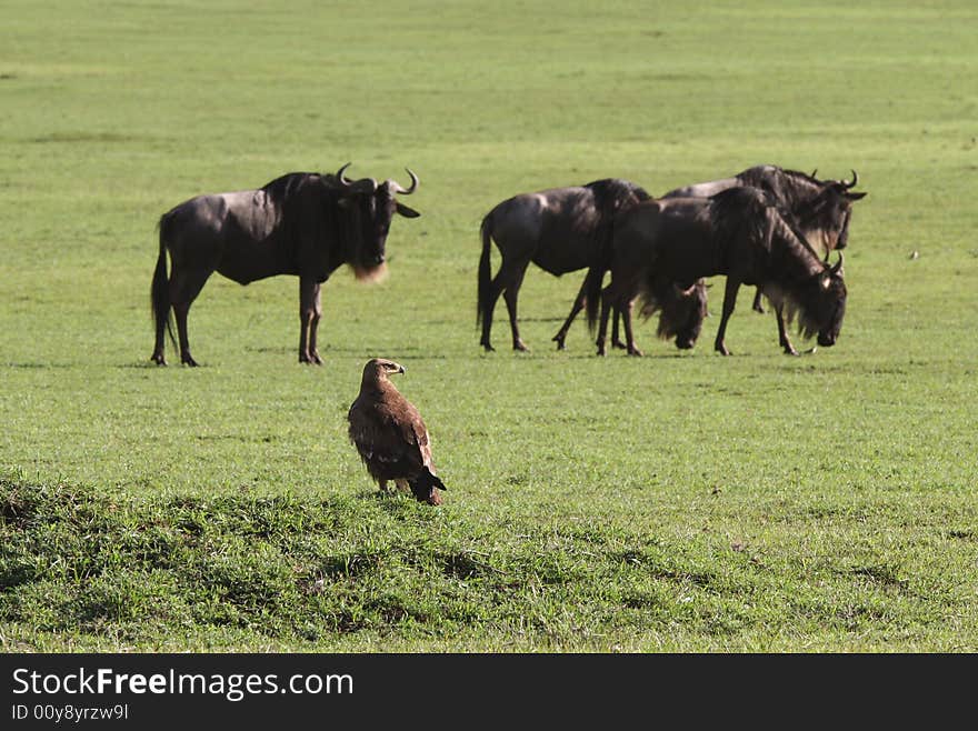 Eagle against herd of Wildebeest