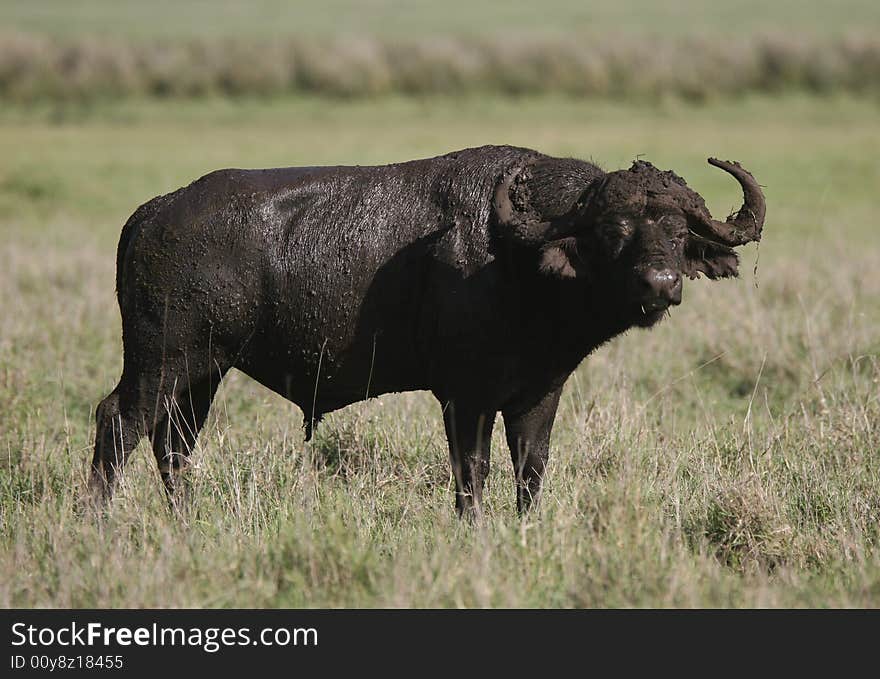 Dirty African buffalo curiously looking at camera. Ngorongoro Crater. Tanzania