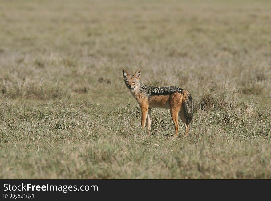 Black-backed jackal Canis mesomelas. Ngorongoro Crater. Tanzania