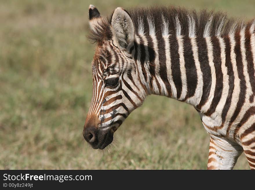 Close shot of a zebra's head. Ngorongoro Crater national park. Tanzania