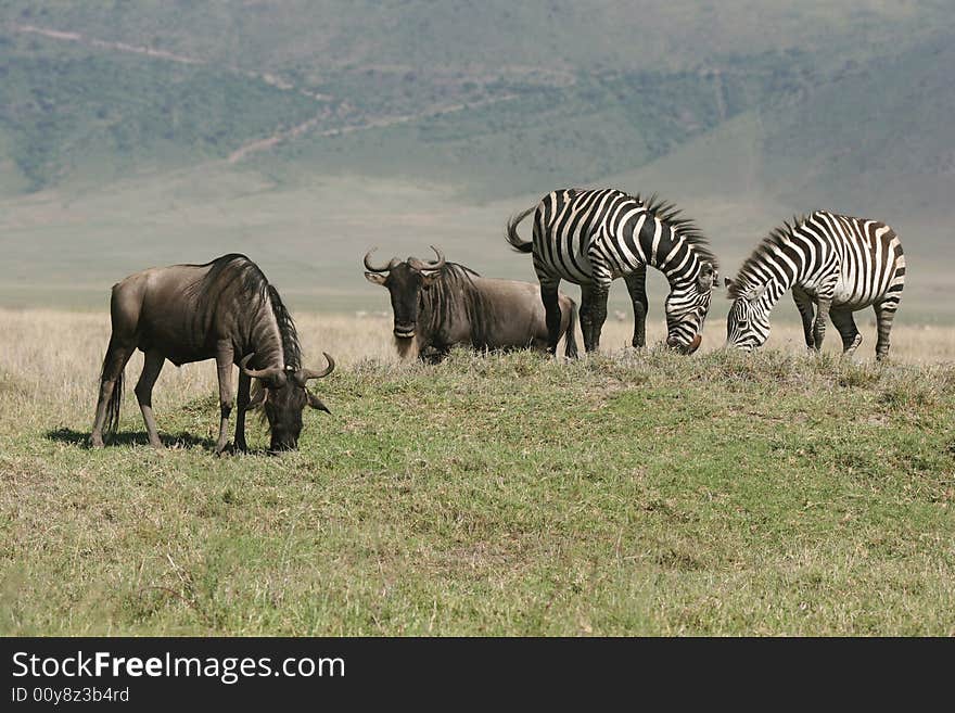 Zebras with Herd of Wildebeest. Ngorongoro Crater. Tanzania. Zebras with Herd of Wildebeest. Ngorongoro Crater. Tanzania