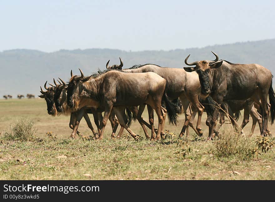 Herd of Wildebeest. Ngorongoro Crater. Tanzania