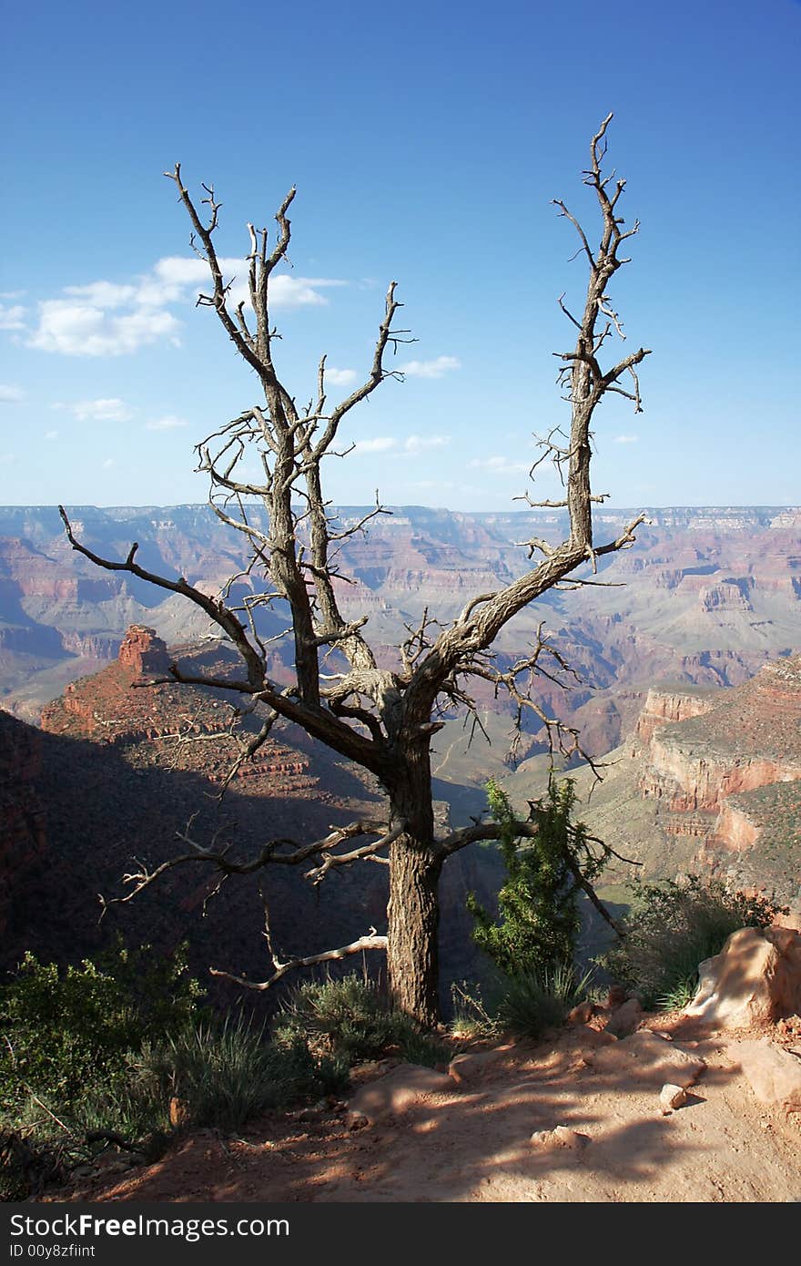 Dry tree above the Grand Canyon panorama