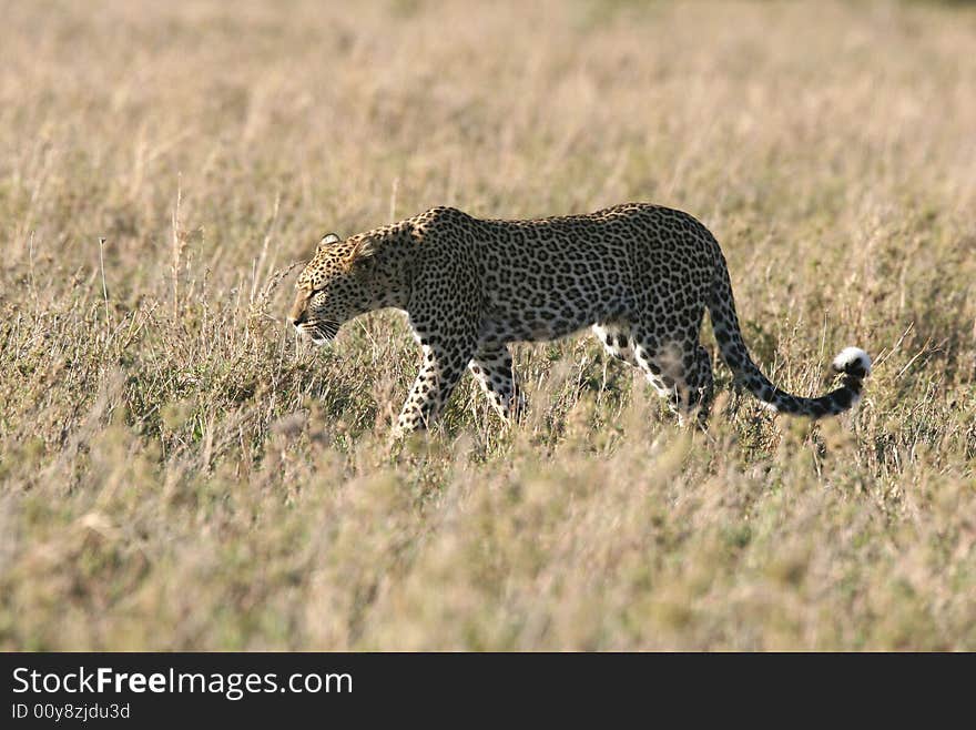 Leopard walking through grass