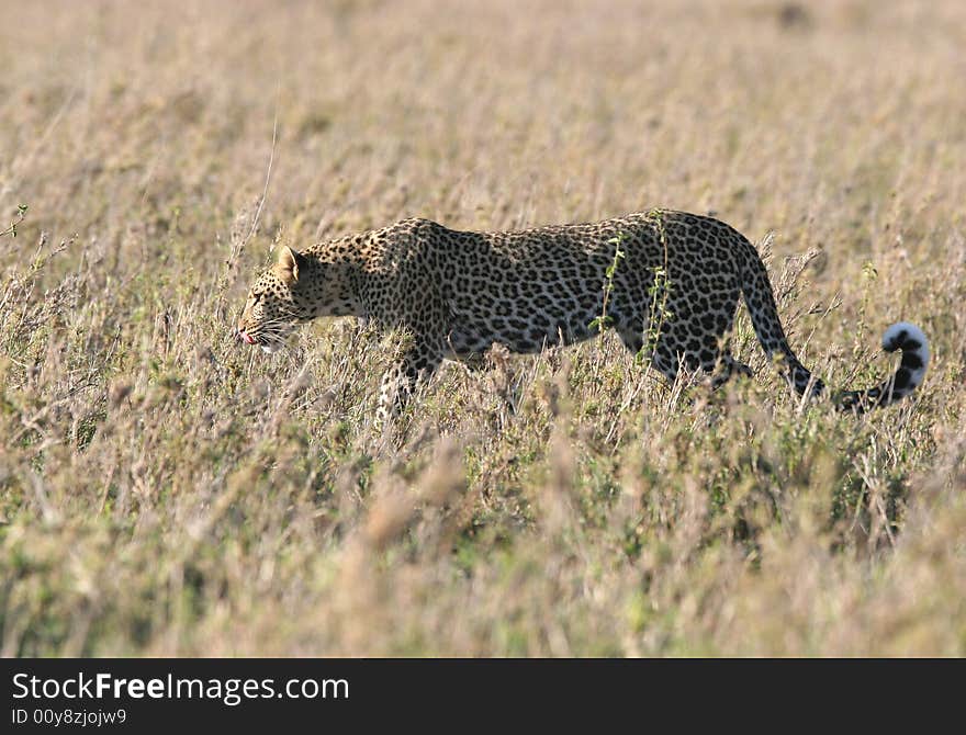 Leopard In Dry Grass