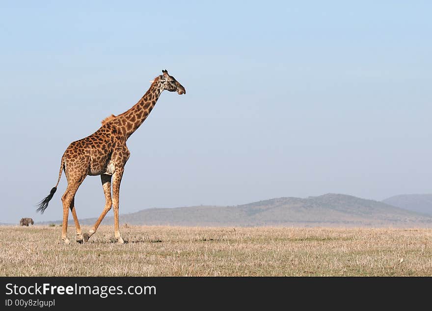 Giraffe crossing the savanna.