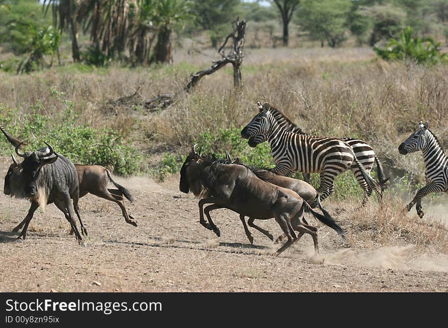 Herd of Zebras and Wildebeests running. Serengeti national park. Tanzania