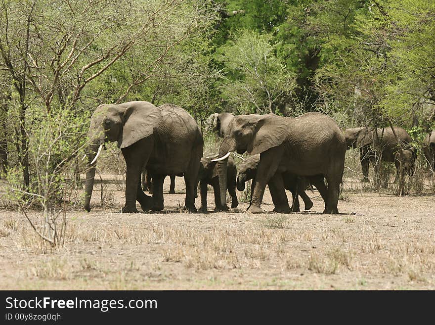 Group of African elephants