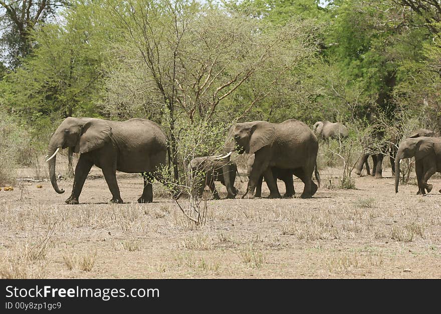 Group of African elephants (Loxodonta africana) coming out from the bush. Serengeti national park. Tanzania