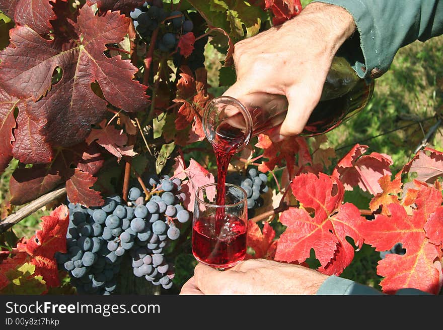 Pouring red wine in vineyard