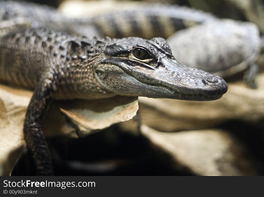 Closeup of an American Alligator looking at the camera. Closeup of an American Alligator looking at the camera