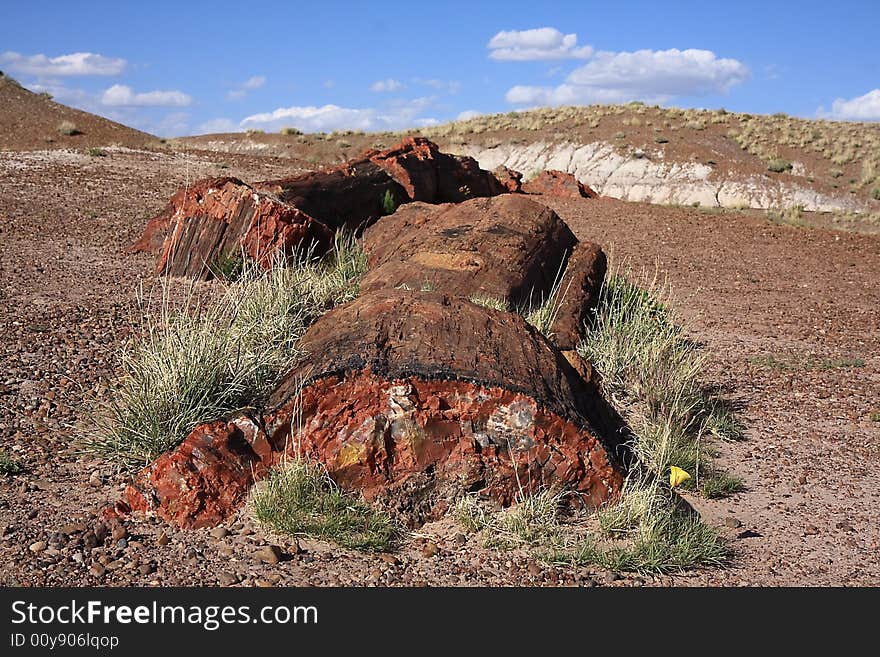 Petrified Forest NP