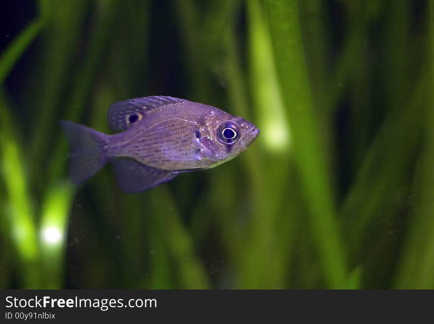 Orange Spotted Sunfish