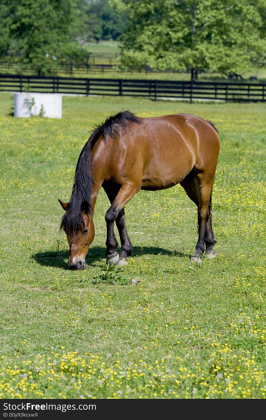 Bay horse grazing in field.